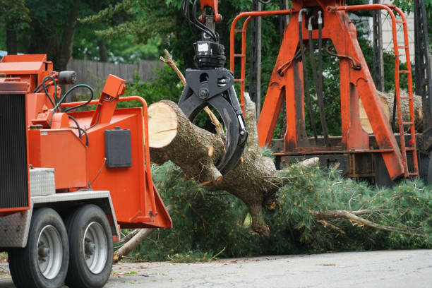 The Steps Involved in Our Tree Care Process in Hominy, OK